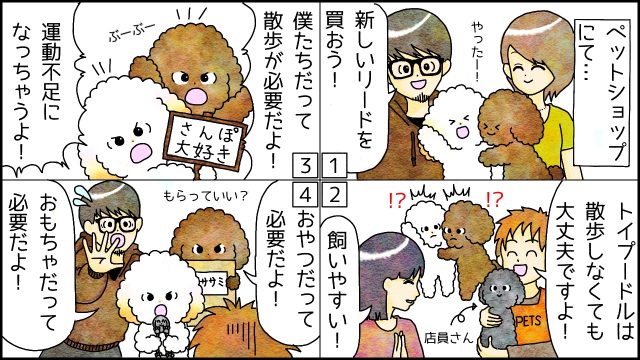 トイプードルは 散歩をしないで良い は間違い 5つの理由を解説 らくらくラックさん